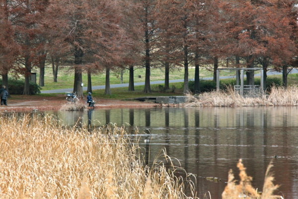 舎人公園の池