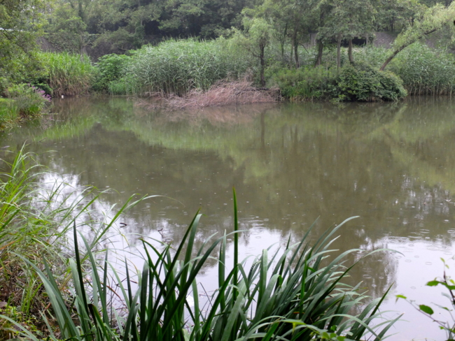 野津田公園の池